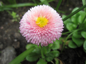 Bellis in my backyard | Pretty flowers, Colorful flowers, Flower garden